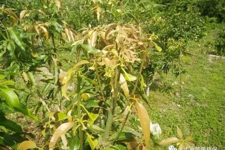 防治芒果象甲病怎样用药？