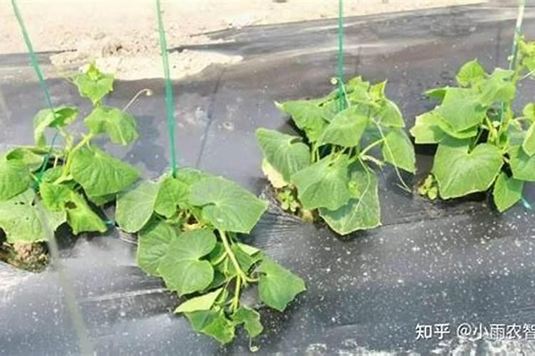 温室黄瓜春季常见问题应对