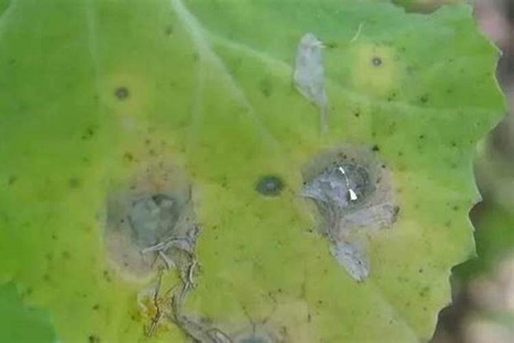 油菜菌核病发生规律，及其防治方法？