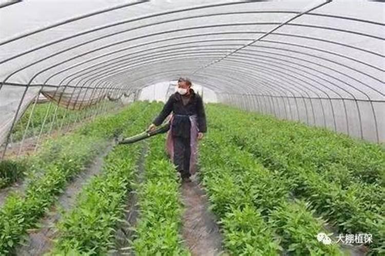 葡萄园的营养师：叶面肥喷施技术详解