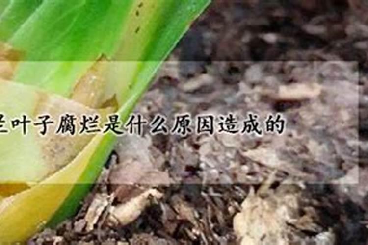 春兰叶子腐烂是什么原因造成的？有什么办法挽救吗？