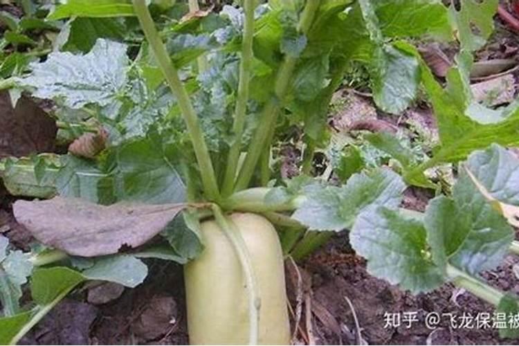 及时防治，保障丰收——谈萝卜斑枯病的有效防控措施