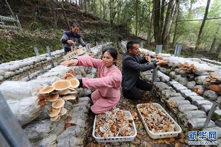 食用菌采摘指南：掌握科学方法，拥抱新技术？