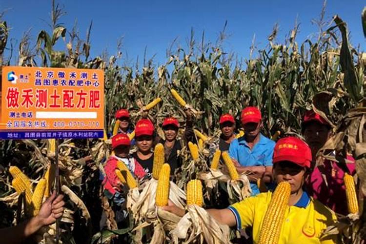 玉米控旺药的智慧选择：迈向丰收的关键步骤