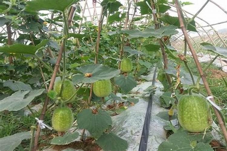 冬瓜怎样进行无公害栽培？