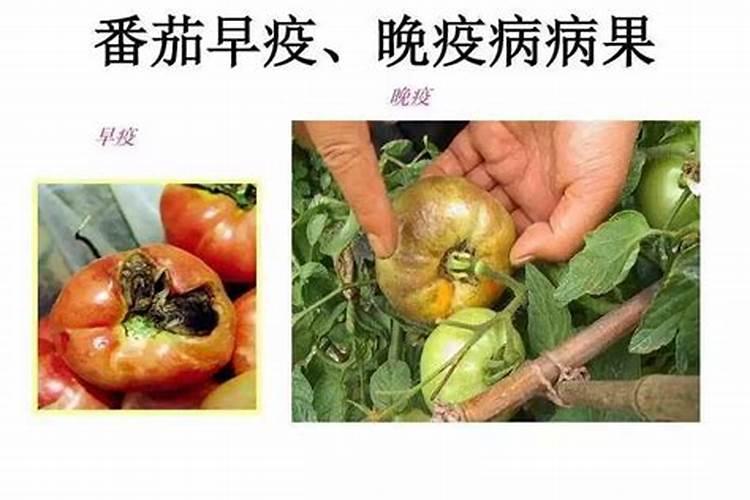 战胜西红柿晚疫病：策略与实践