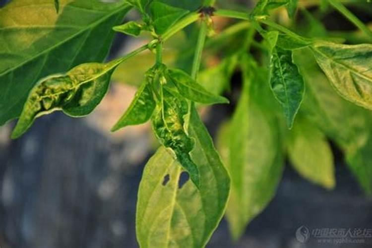 辣椒受到茶黄螨危害的症状是怎么样？