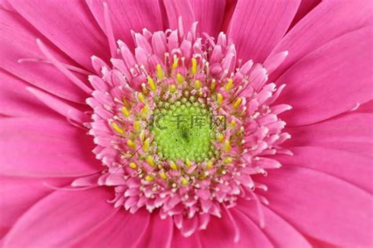 非洲菊死了什么原因
