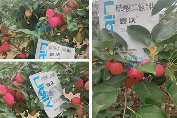 水溶肥在苹果园的施用策略：一亩土地的营养计算