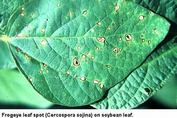 战胜大豆灰斑病：策略与实践