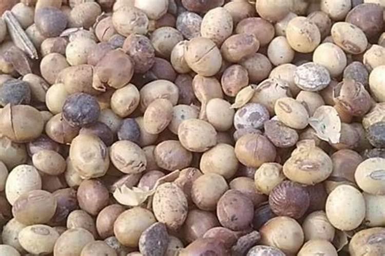 黄豆发酵多长时间可以浇花，黄豆发酵做肥料步骤？
