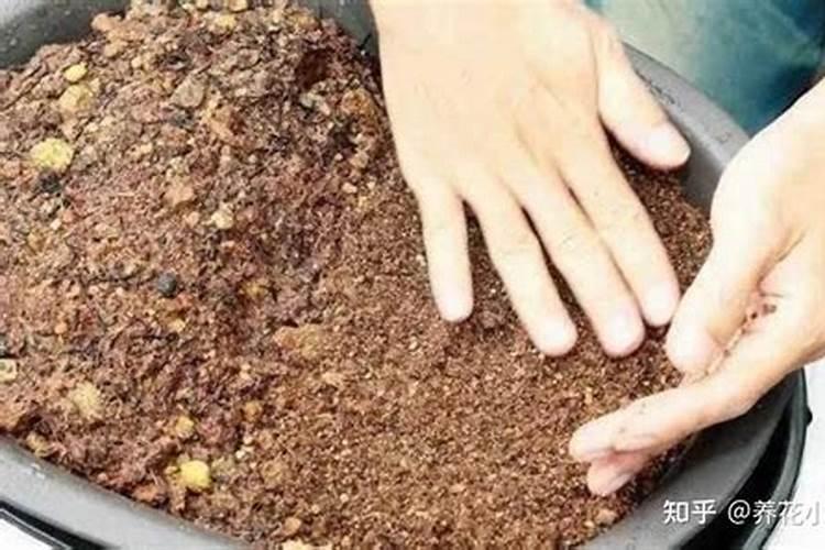 速效复合肥可以直接放盆土表面吗？