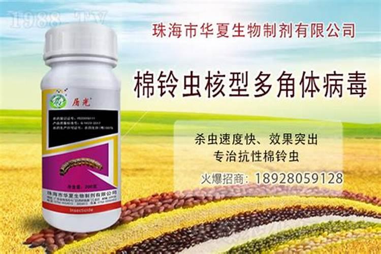 提升棉铃虫药剂防治效果的策略与实践？
