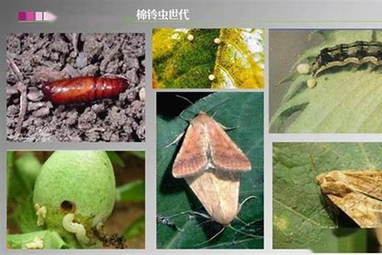 巧治棉铃虫效果大不同