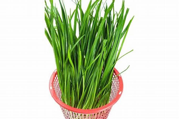 绿意盎然：掌握青花菜高效栽培技术