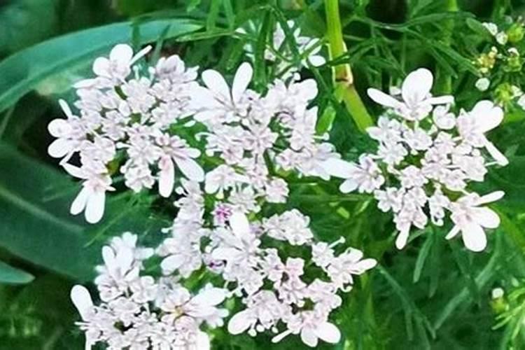 揭秘香菜红秆现象：原因分析与应对措施全攻略
