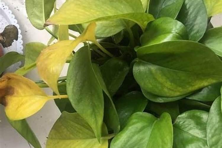 室内花叶子发黄是什么原因？