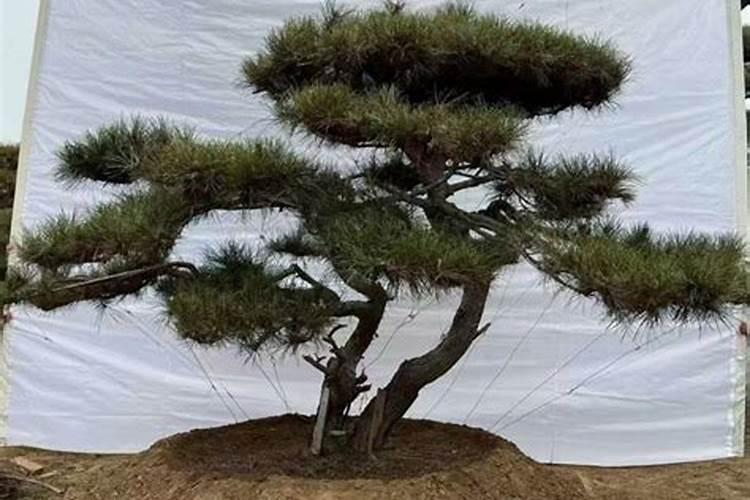 揭秘黑松移植成功的关键步骤