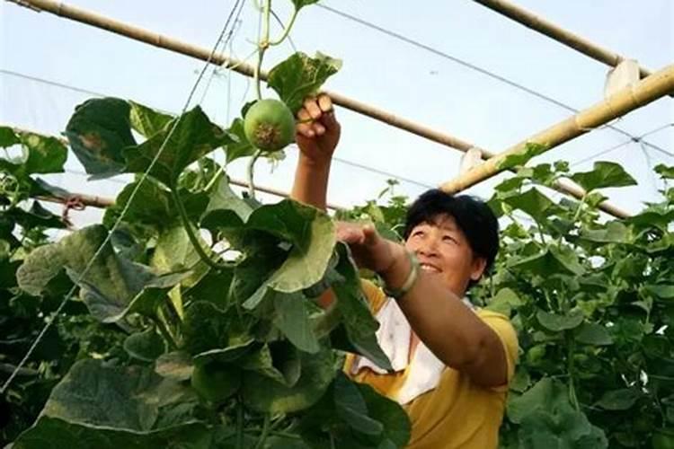 蔬菜激素中毒该怎么办？有哪些缓解方法呢？