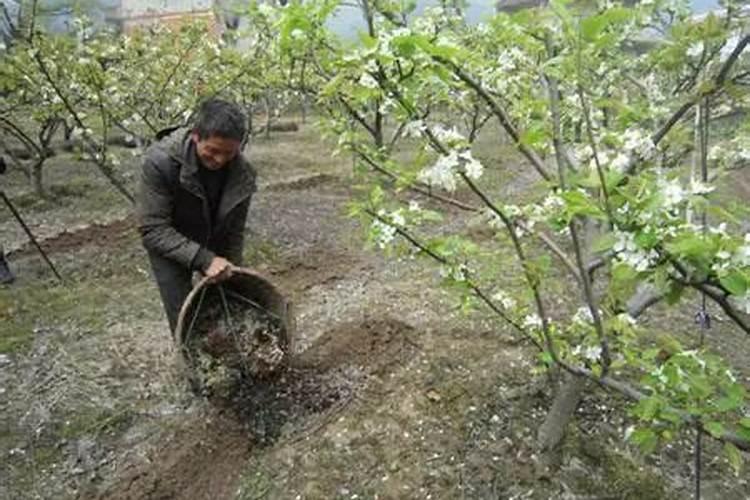 梨园春色：掌握梨树施肥的关键时机与方法？