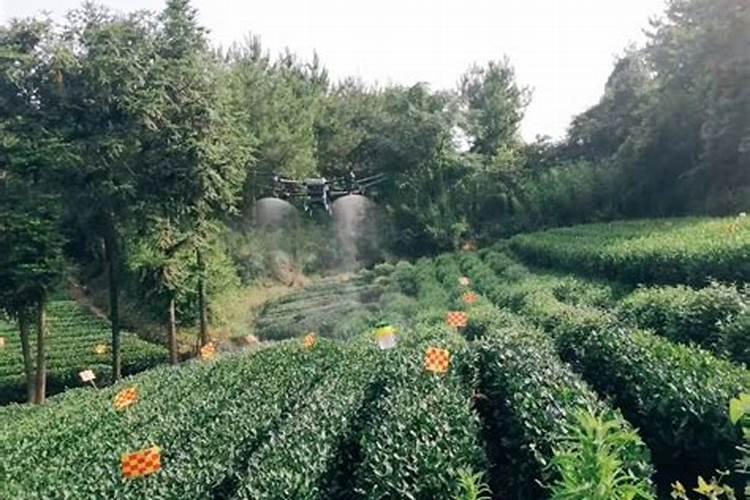 茶园农药使用的智慧：平衡生态与产量