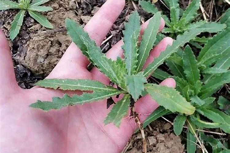 绿色守护：桃刺儿菜的生态治理与药物选择