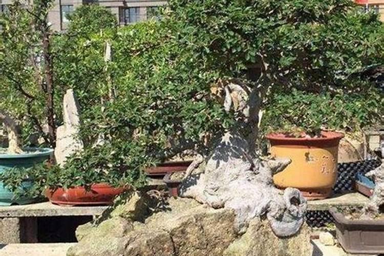 盆栽山榆的养殖秘籍：掌握这些技巧，让你的山榆茁壮成长