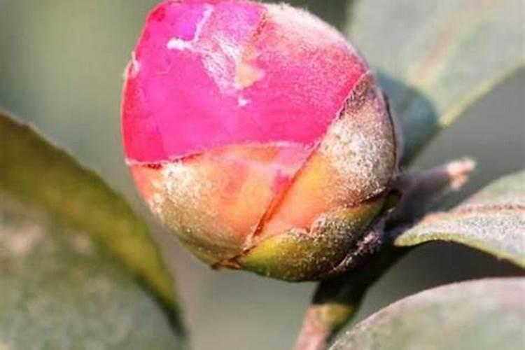 仙人柱掉花苞的原因？