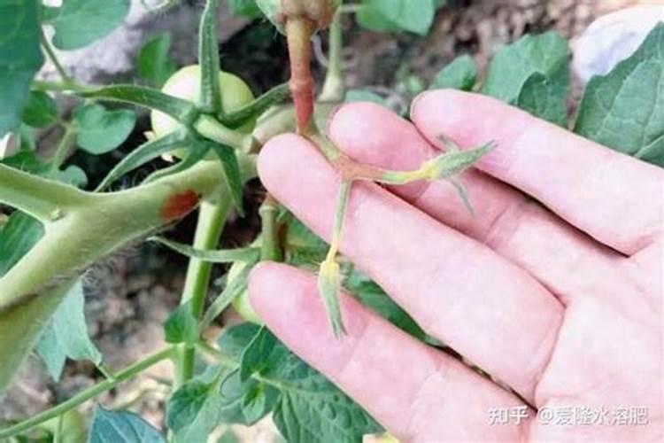 茄子座不住果是什么原因呢？