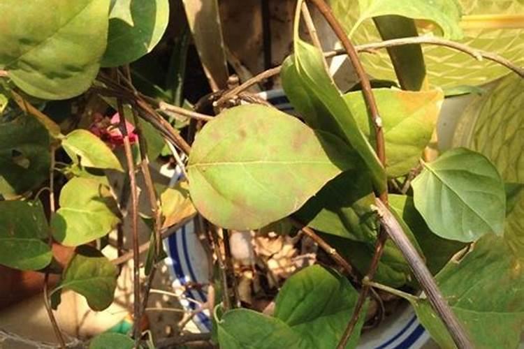 三角梅褐斑病：有效防治策略与农药选择