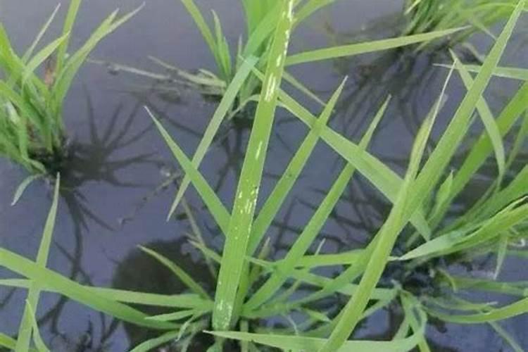 守护稻田的绿色卫士：稻负泥虫的农药防治策略