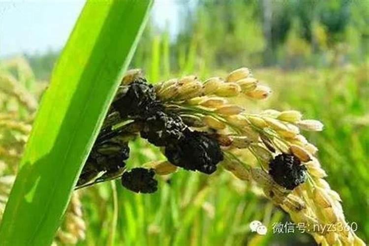 守护稻谷的绿色屏障：防治水稻稻曲病的有效农药选择