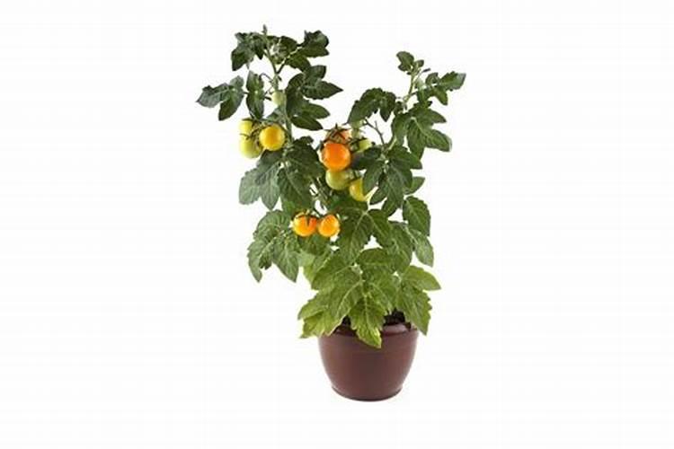 守护绿意盎然：水生植物病虫害的农药防治策略
