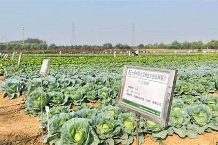 田间守护者：蔬菜种植中的农药使用指南