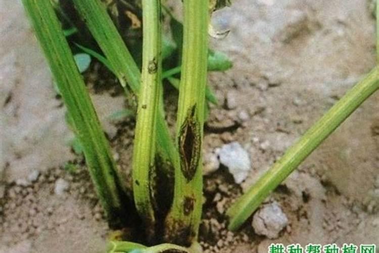 芹菜叶柄开裂的原因及其防治