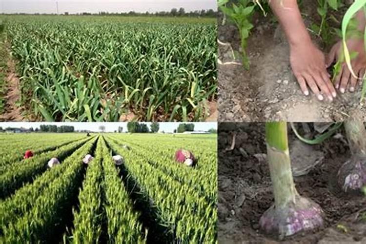 绿色守护：大蒜与荠菜套种病虫害的农药防治策略