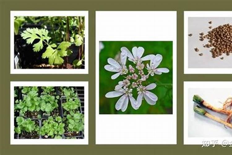 芫荽的守护：认识与防治常见病虫害