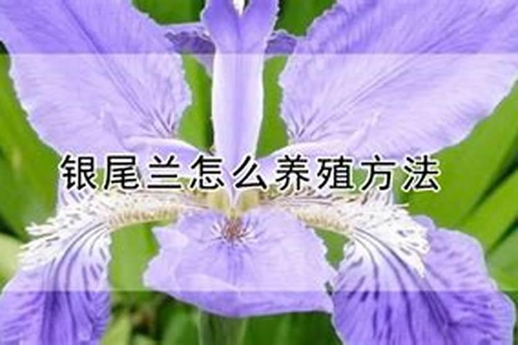 银尾兰怎么养殖方法