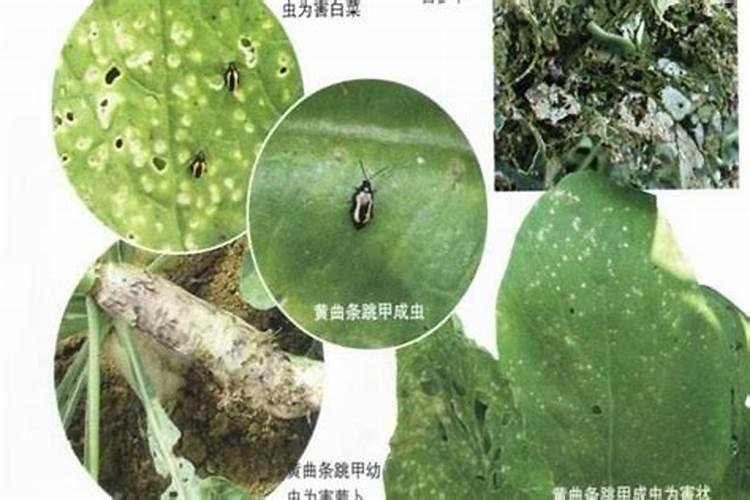 青菜大棚里的跳甲怎么防治？