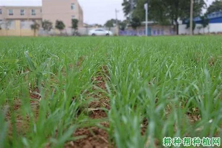小麦什么时候播种不会受冻害？