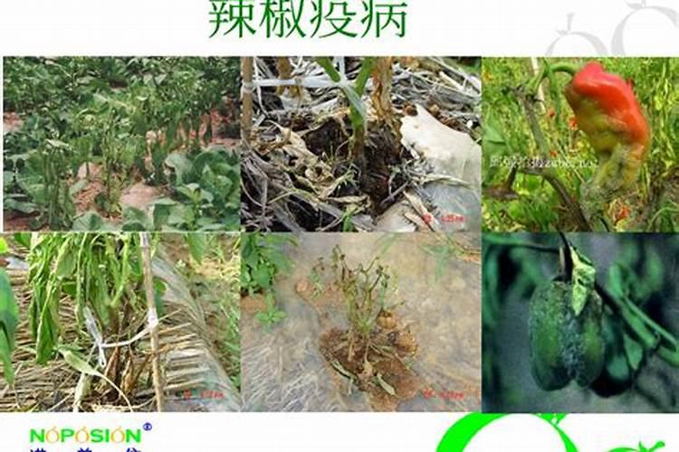 辣椒无公害栽培病害防治技术要点
