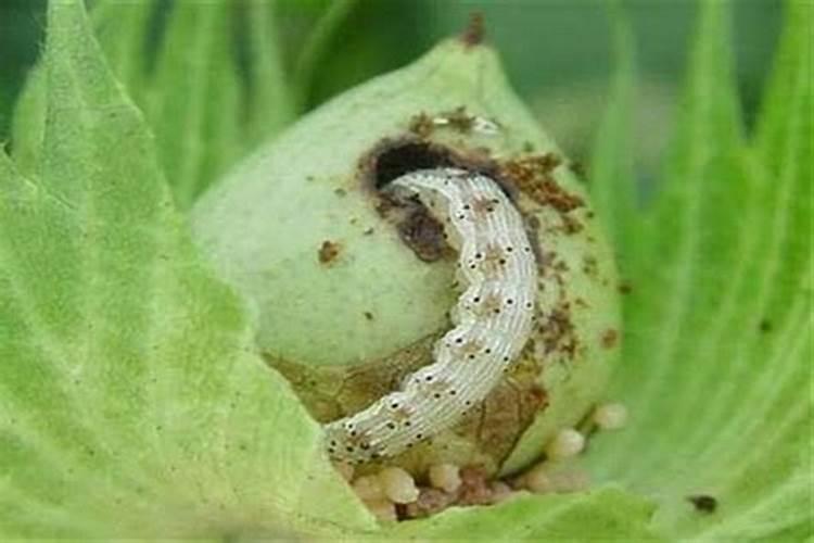 战胜棉田之患：今年棉铃虫防治农药新选择