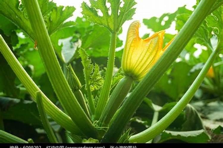 西葫芦花皮是什么原因？
