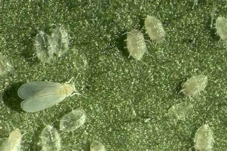 四招巧治大棚蔬菜白粉虱：策略与实践