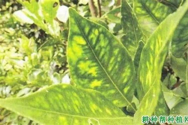 柑橘树缺锰会出现哪些症状？柑橘缺锰如何补救？