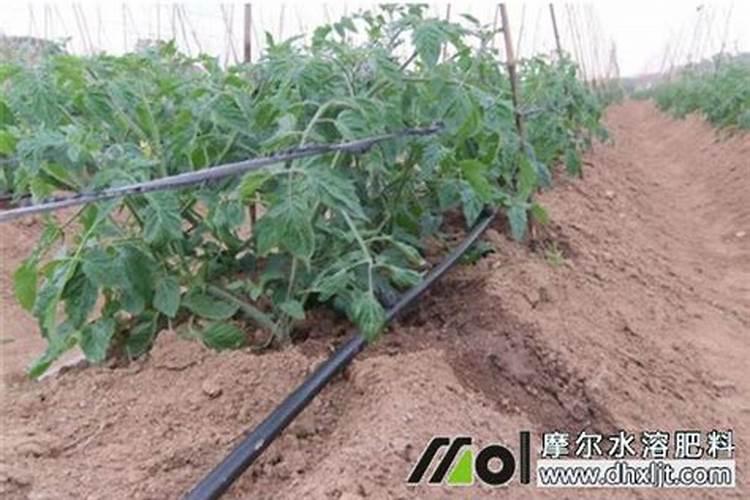 冲施肥一亩地兑多少水？
