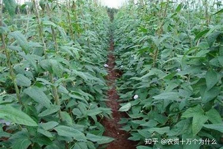 揭秘豆角锈病：发病条件与防治策略