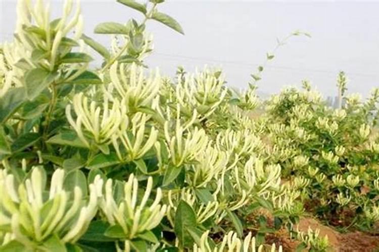 金银花种植全攻略：掌握要点，花开富贵