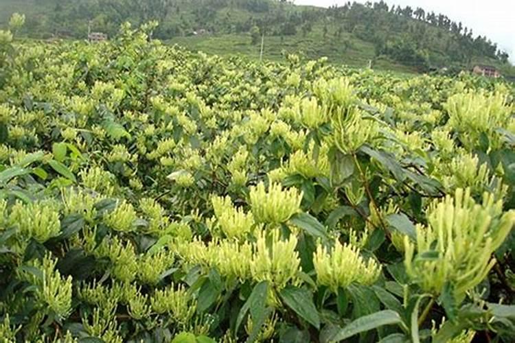 金银花高新栽培技术
