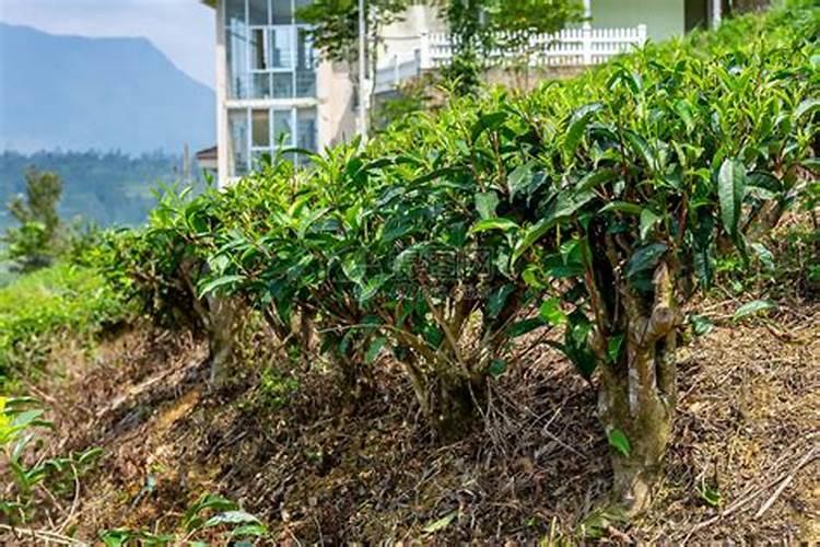 什么是茶树的无公害栽培和有机茶？